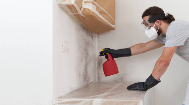 Professional Basement Mold Removal technician working in Fayetteville, PA