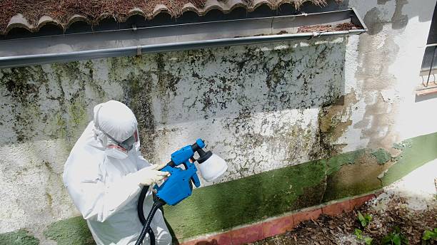 Top rated local Basement Mold Removal specialists in Fayetteville, PA